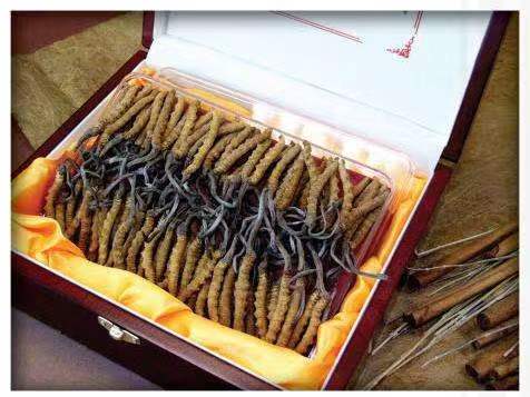 浩口原种场冬虫夏草回收